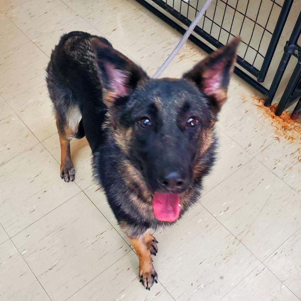 Enlarge Roxie, a Adoptable German Shepherd Dog in Denison, TX image 2/5