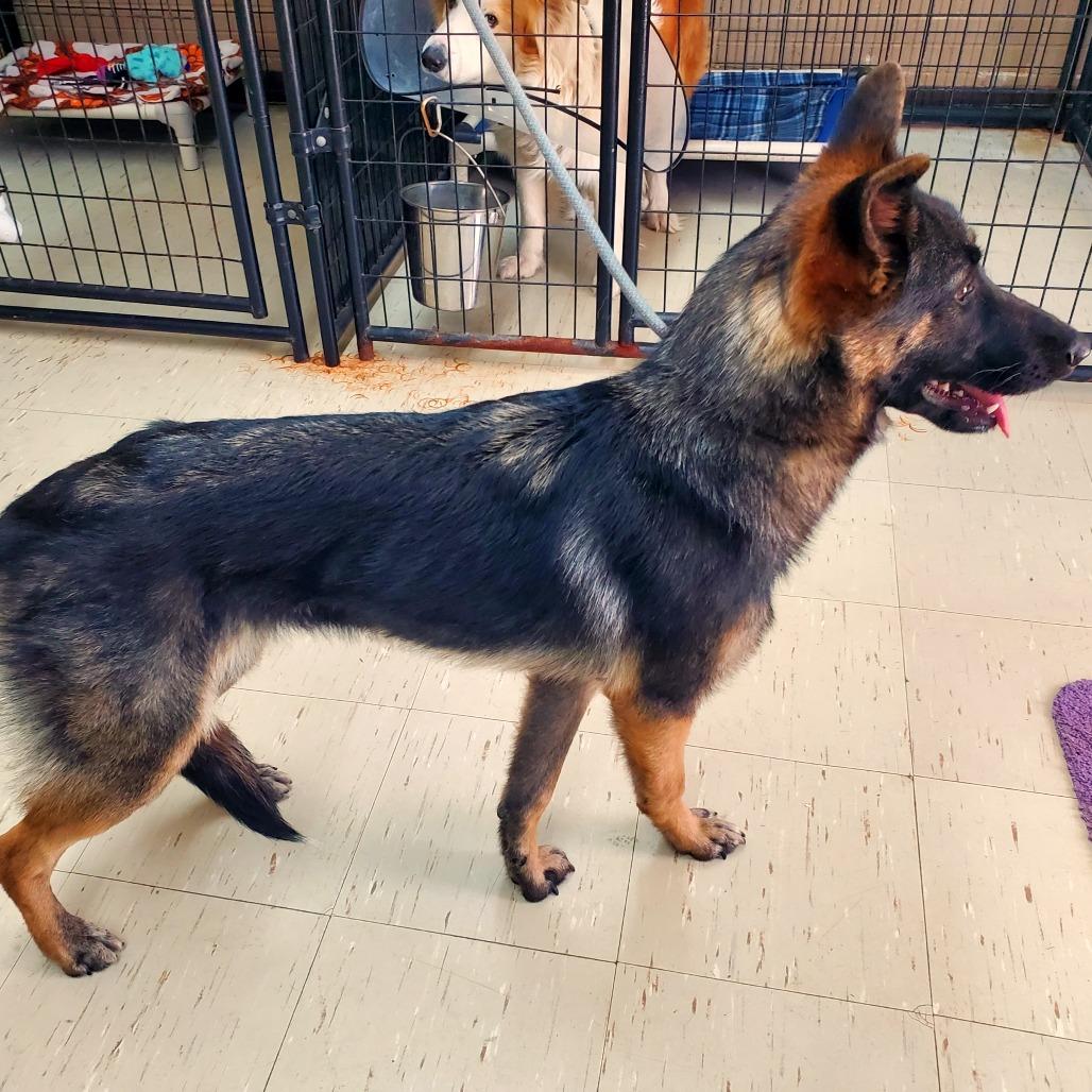 Enlarge Roxie, a Adoptable German Shepherd Dog in Denison, TX image 3/5