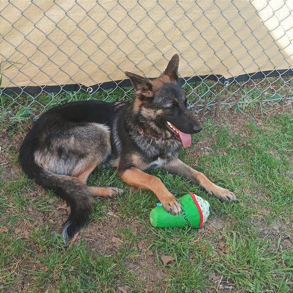Enlarge Roxie, a Adoptable German Shepherd Dog in Denison, TX image 4/5