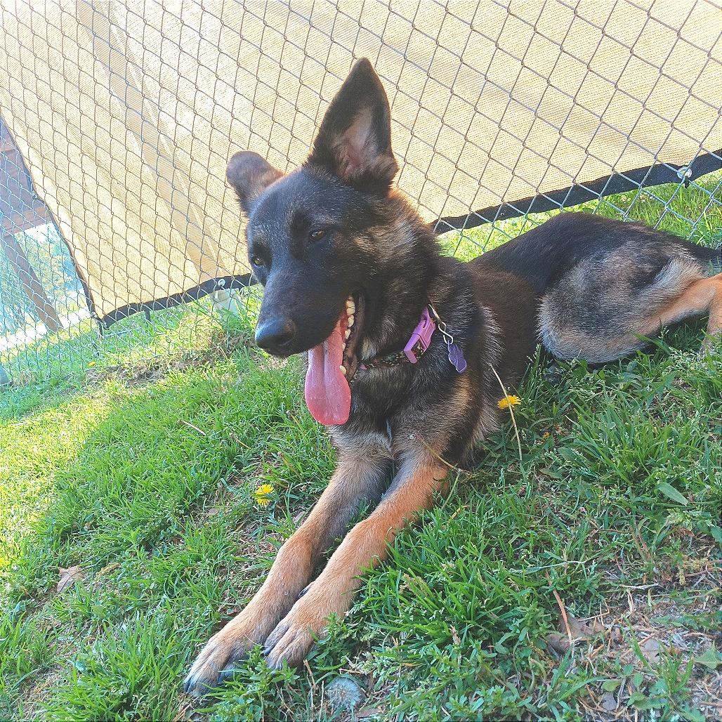 Enlarge Roxie, a Adoptable German Shepherd Dog in Denison, TX image 5/5