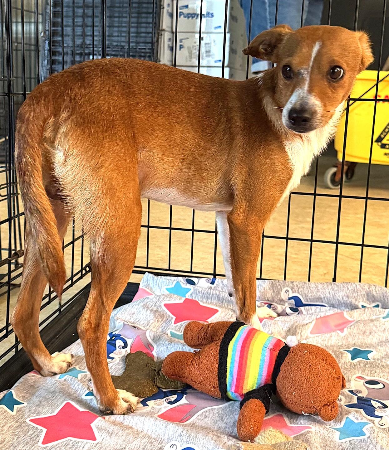 Fuller 5354, Adoptable, Adult Male Chihuahua.