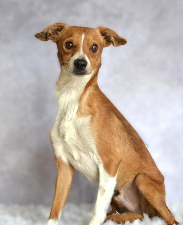 Enlarge Fuller 5354, a Adoptable mixed breed in Boca Raton, FL image 1/2