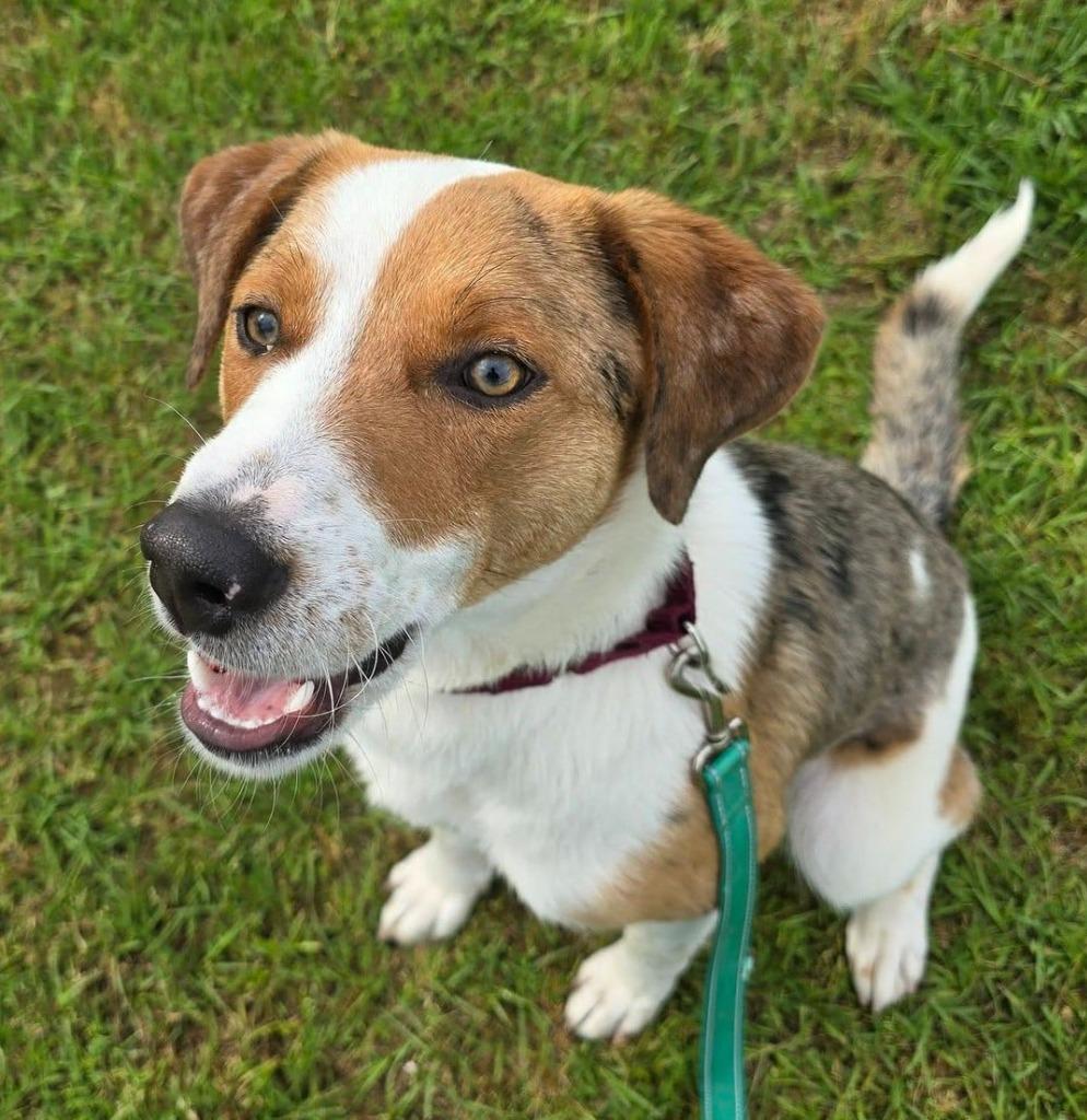 Enlarge Eyerene, a Adopted Catahoula Leopard Dog in Blountville, TN image 1/6