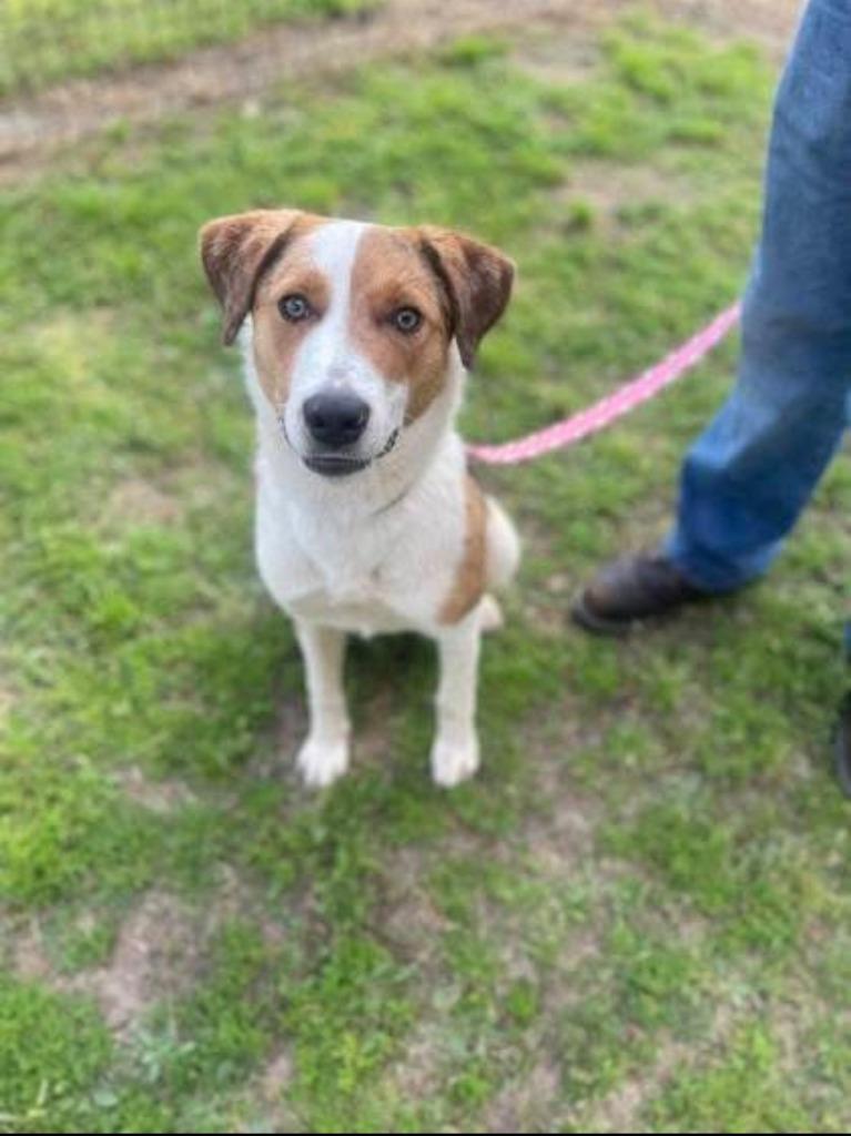 Enlarge Eyerene, a Adopted Catahoula Leopard Dog in Blountville, TN image 2/6