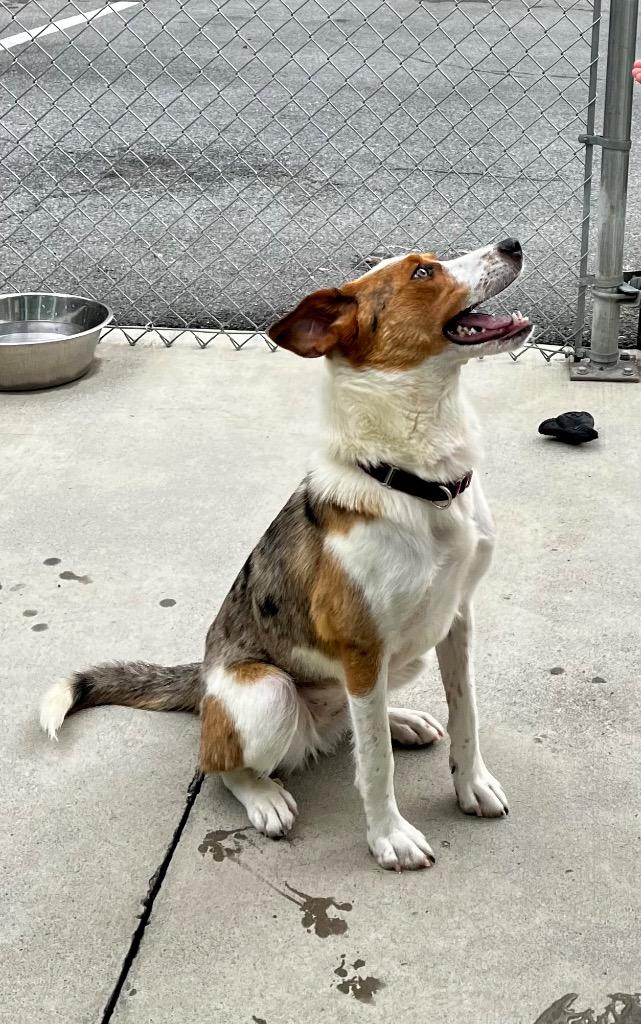 Enlarge Eyerene, a Adopted Catahoula Leopard Dog in Blountville, TN image 3/6