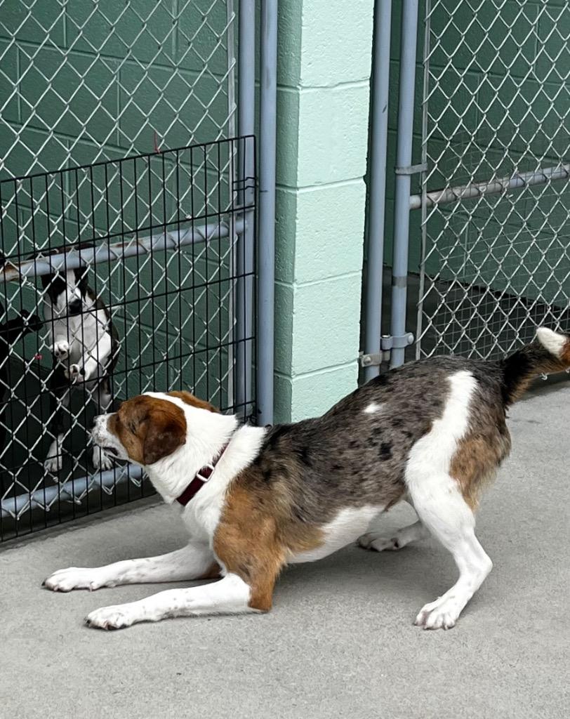 Enlarge Eyerene, a Adopted Catahoula Leopard Dog in Blountville, TN image 4/6