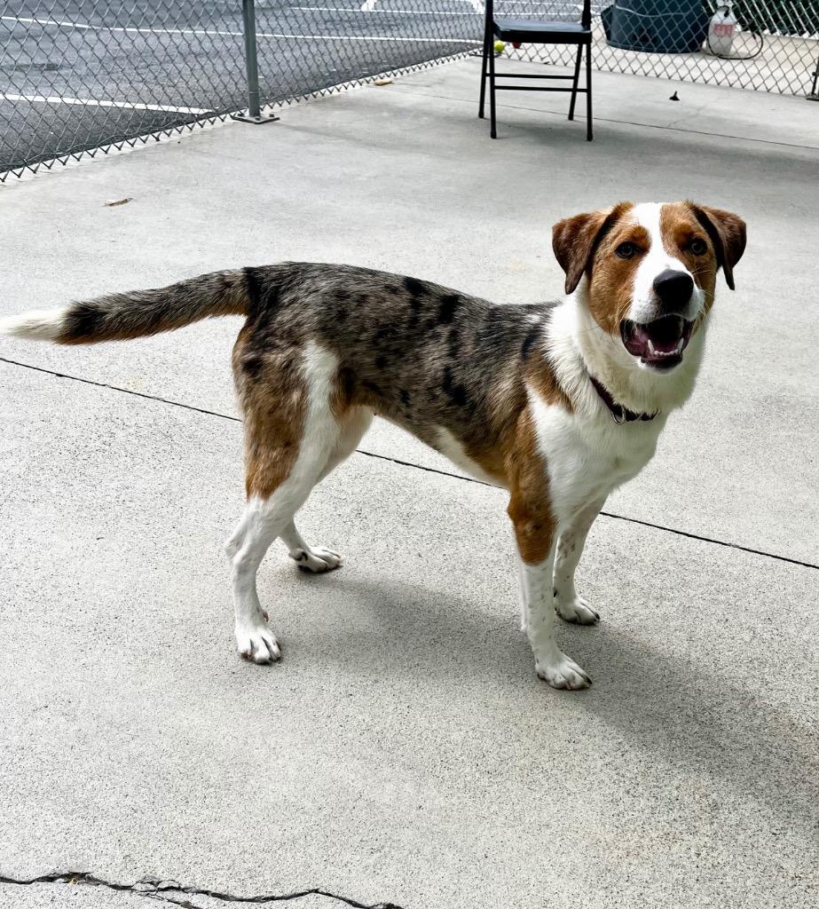 Enlarge Eyerene, a Adopted Catahoula Leopard Dog in Blountville, TN image 6/6