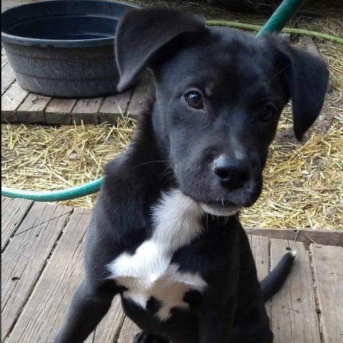 Comet, Adoptable, Puppy Male Labrador Retriever.