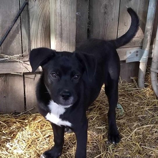 Enlarge Comet, a Adoptable mixed breed in Barrington Hills, IL image 2/2