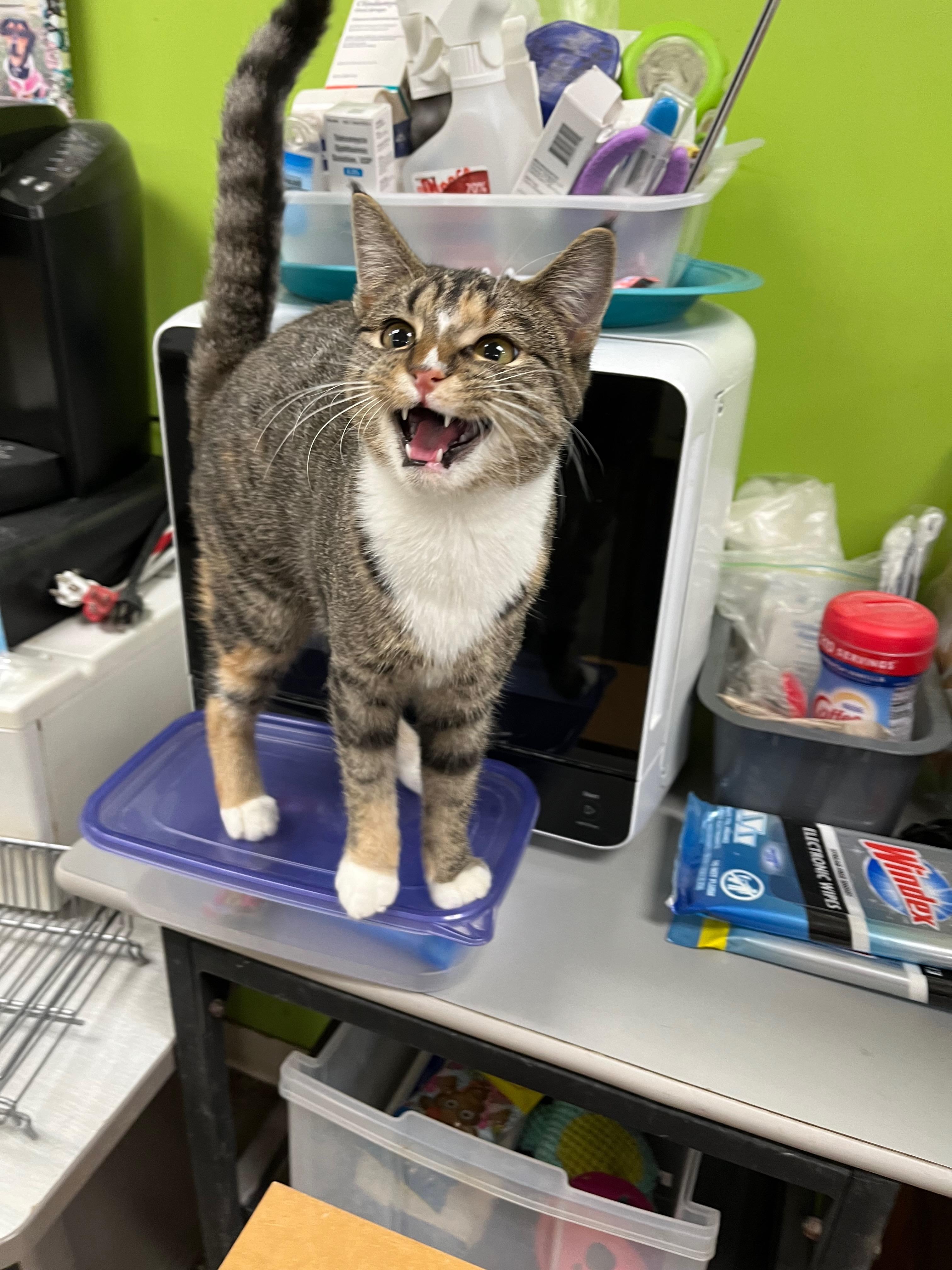 Sunbeam, Adoptable, Kitten Female Domestic Short Hair.