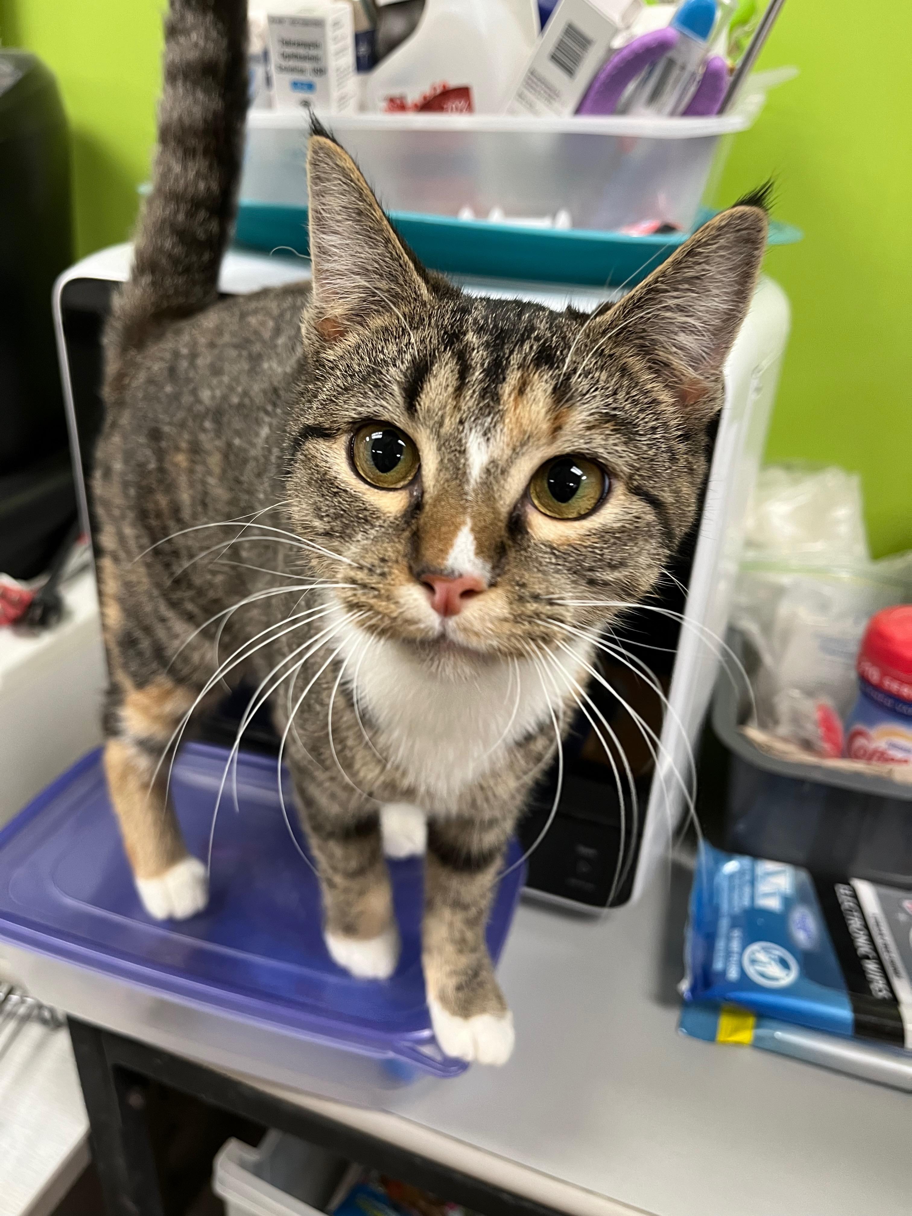 Enlarge Sunbeam, a Adoptable Domestic Short Hair in Richmond, KY image 3/6