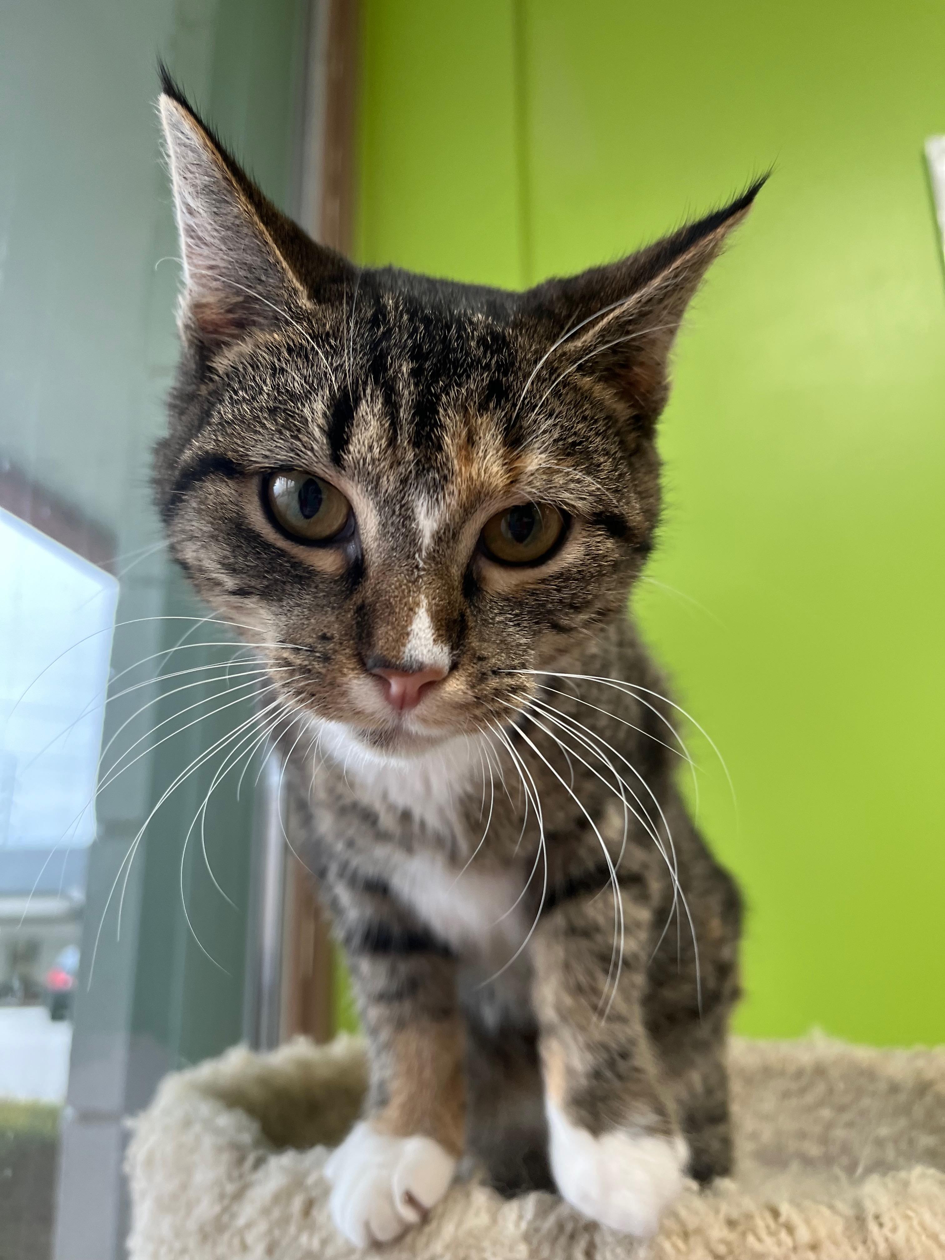 Enlarge Sunbeam, a Adoptable Domestic Short Hair in Richmond, KY image 4/6