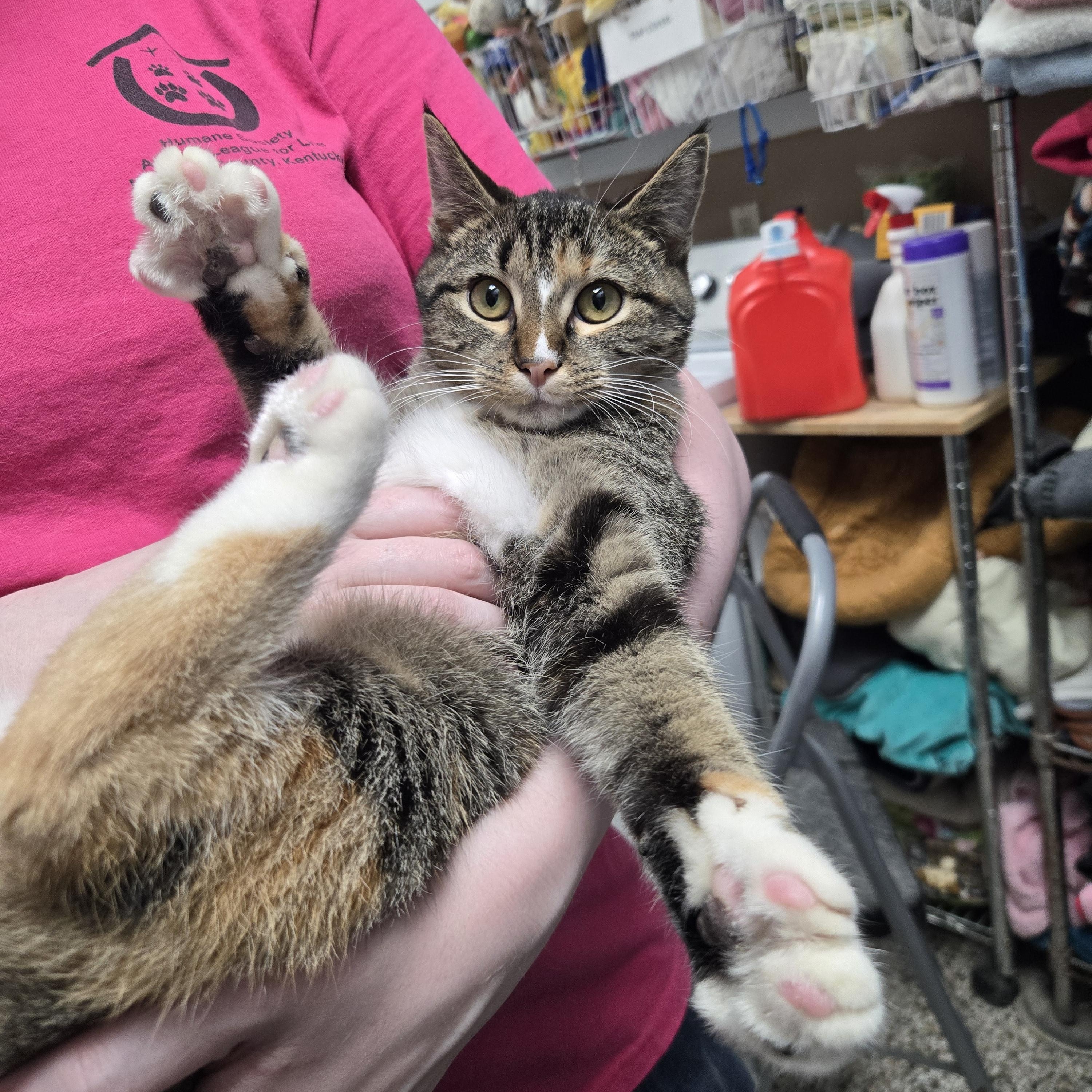 Enlarge Sunbeam, a Adoptable Domestic Short Hair in Richmond, KY image 2/6