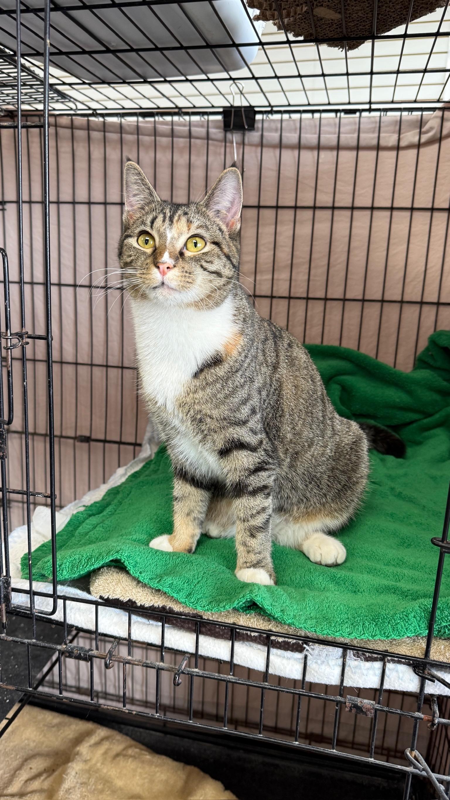 Enlarge Sunbeam, a Adoptable Domestic Short Hair in Richmond, KY image 1/6