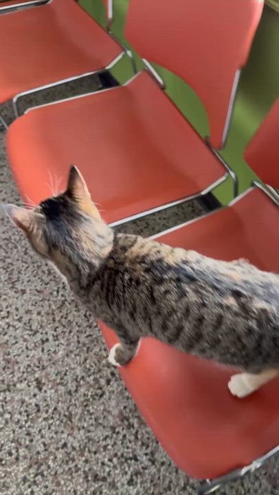 Enlarge Sunbeam, a Adoptable Domestic Short Hair in Richmond, KY video 5/6