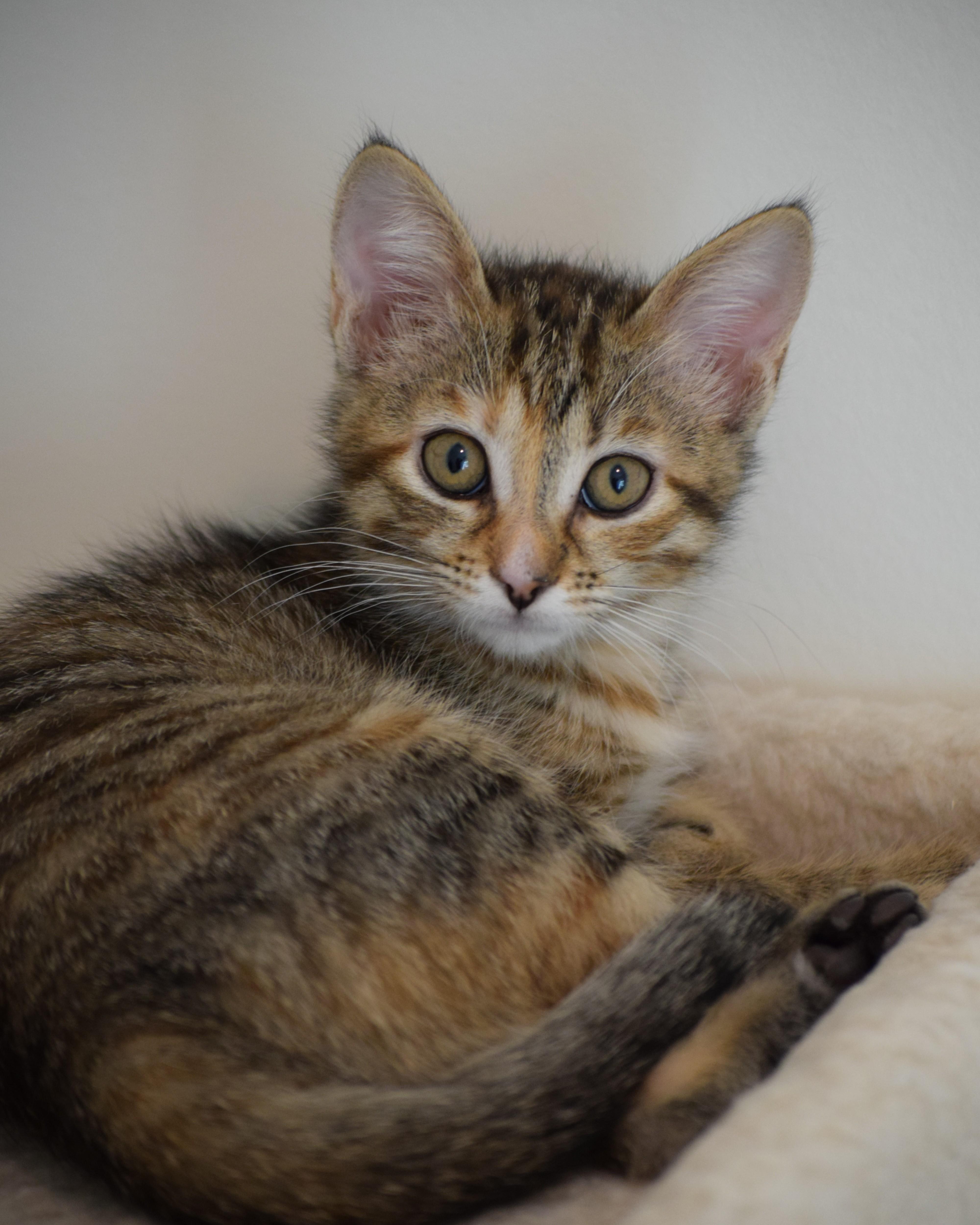 Enlarge Macaroon, an adopted Domestic Short Hair in Mt Pleasant, SC image 5/6