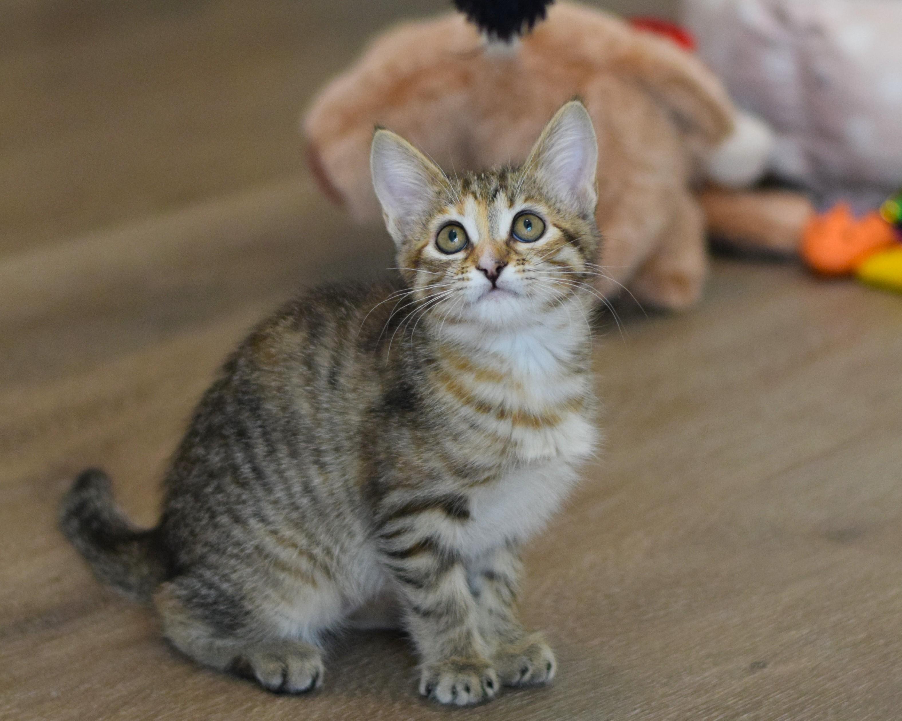 Enlarge Macaroon, an adopted Domestic Short Hair in Mt Pleasant, SC image 1/6