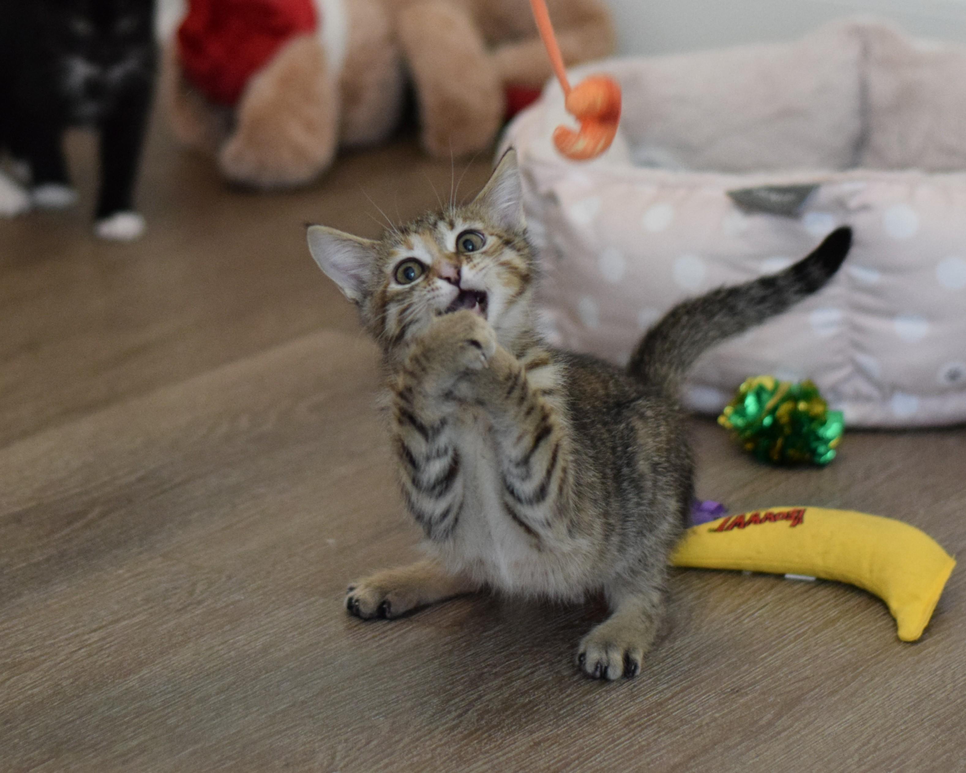 Enlarge Macaroon, an adopted Domestic Short Hair in Mt Pleasant, SC image 4/6