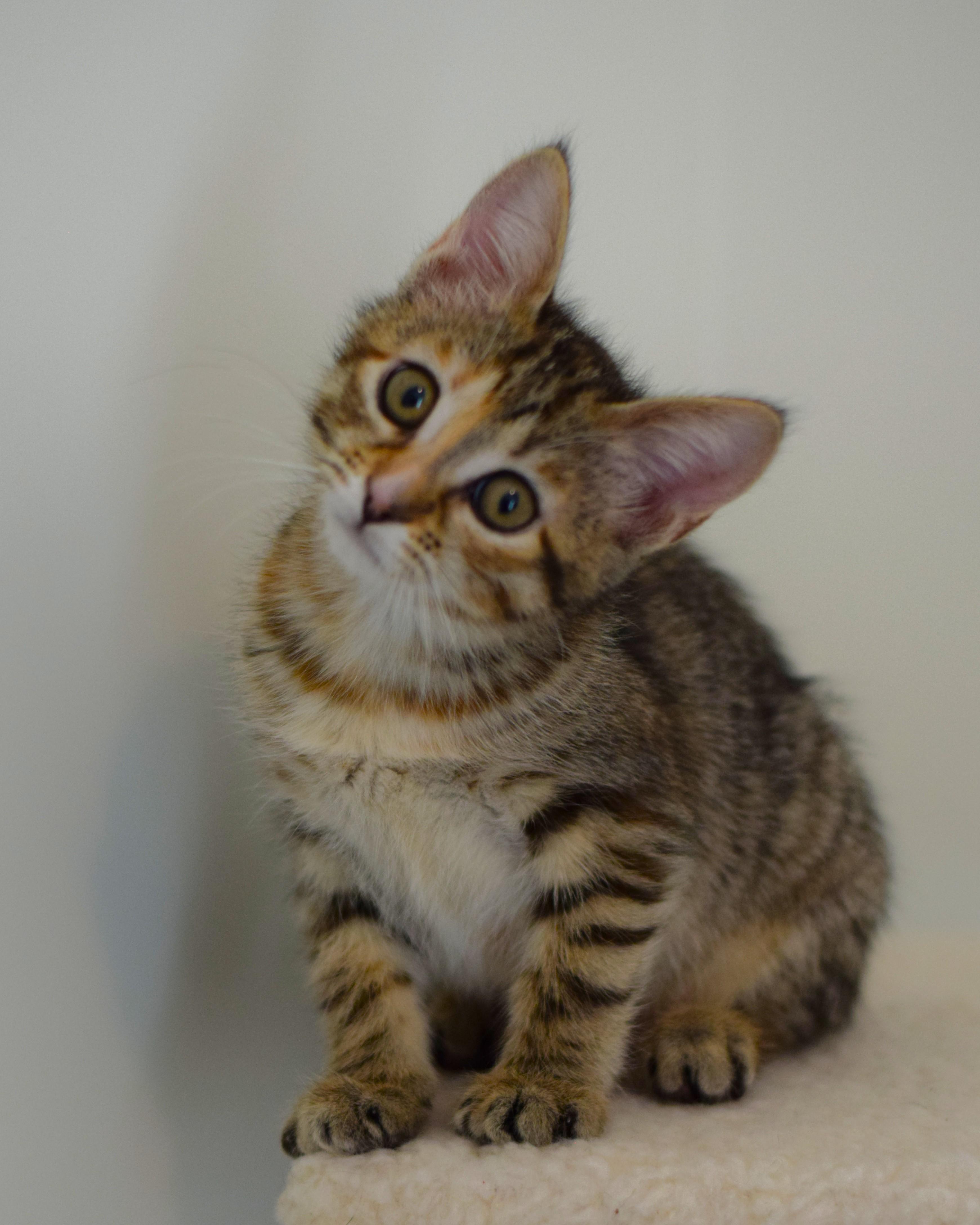 Enlarge Macaroon, an adopted Domestic Short Hair in Mt Pleasant, SC image 3/6