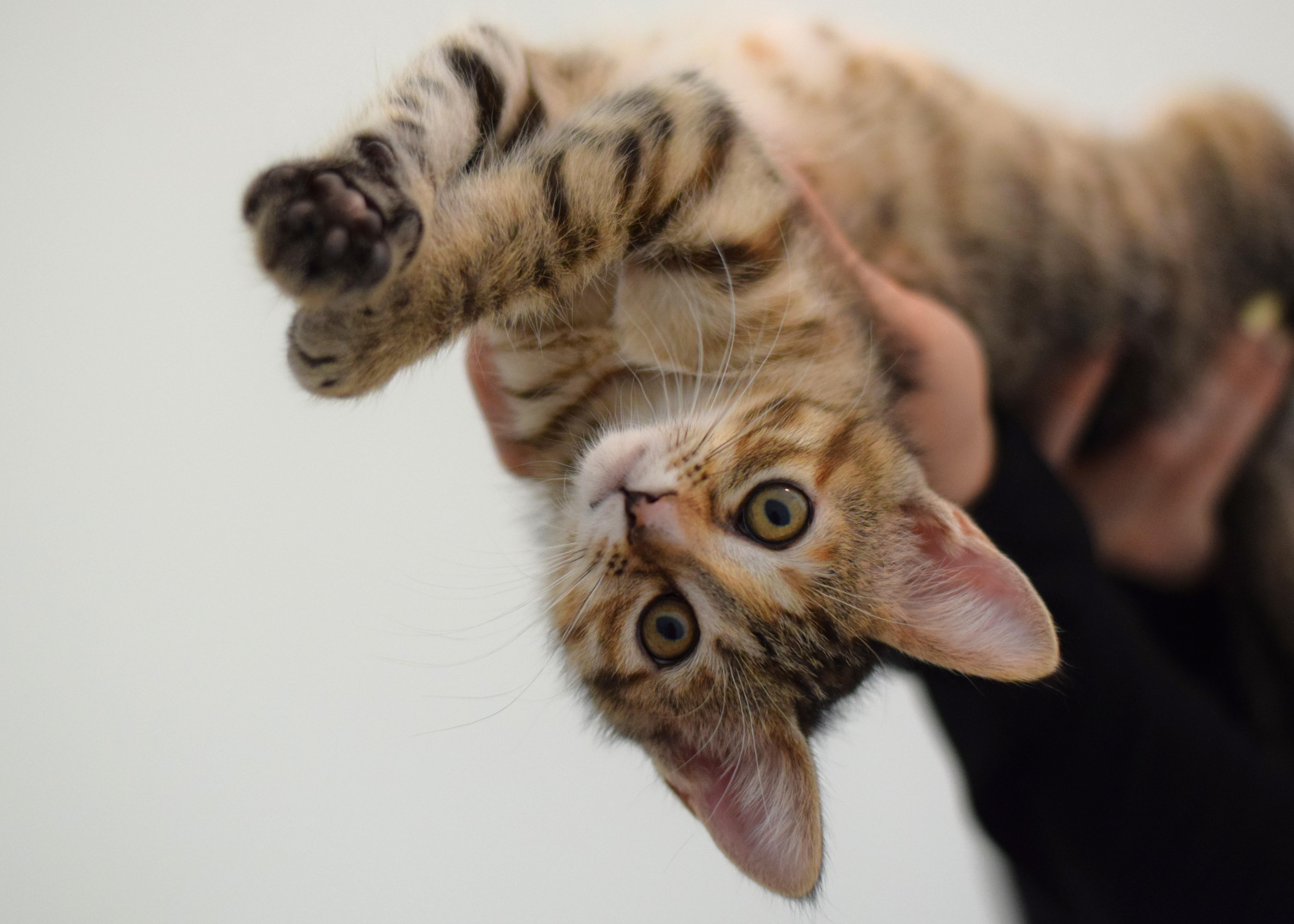 Enlarge Macaroon, an adopted Domestic Short Hair in Mt Pleasant, SC image 2/6