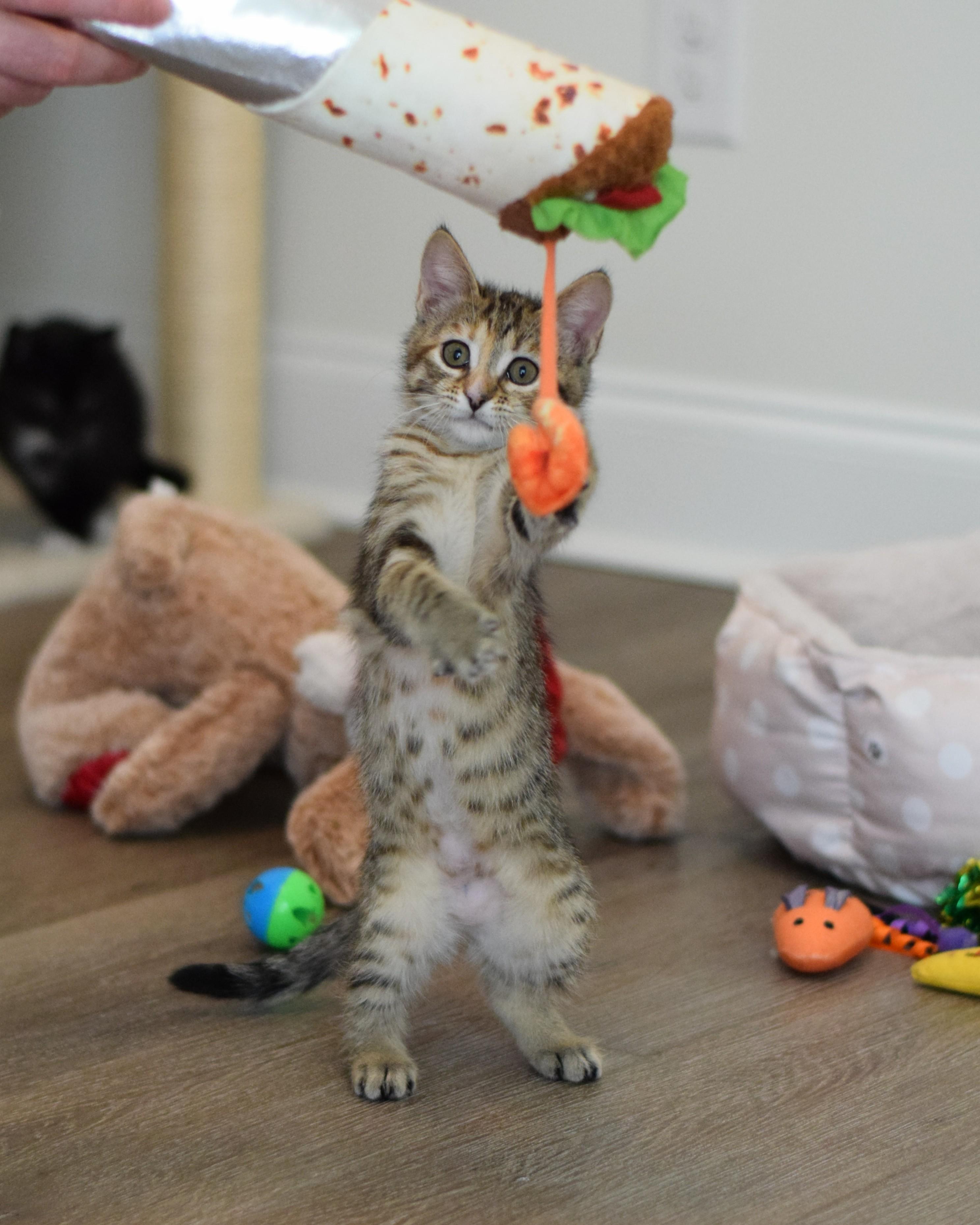 Enlarge Macaroon, an adopted Domestic Short Hair in Mt Pleasant, SC image 6/6