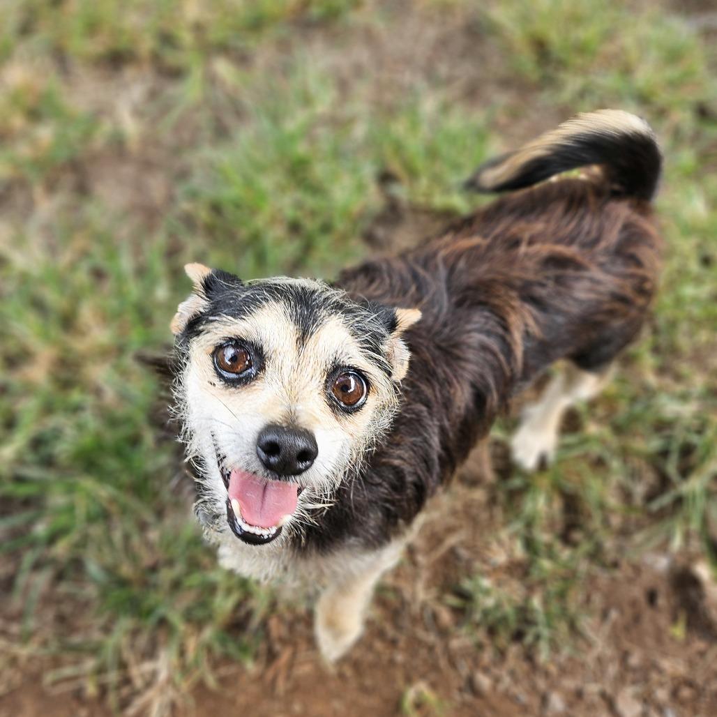 Enlarge Dutchess, a Adoptable Chihuahua in Wahiawa, HI image 1/2