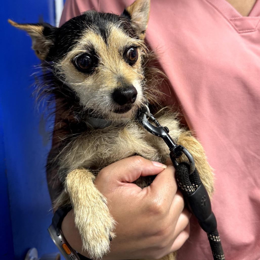 Enlarge Dutchess, a Adoptable Chihuahua in Wahiawa, HI image 2/2