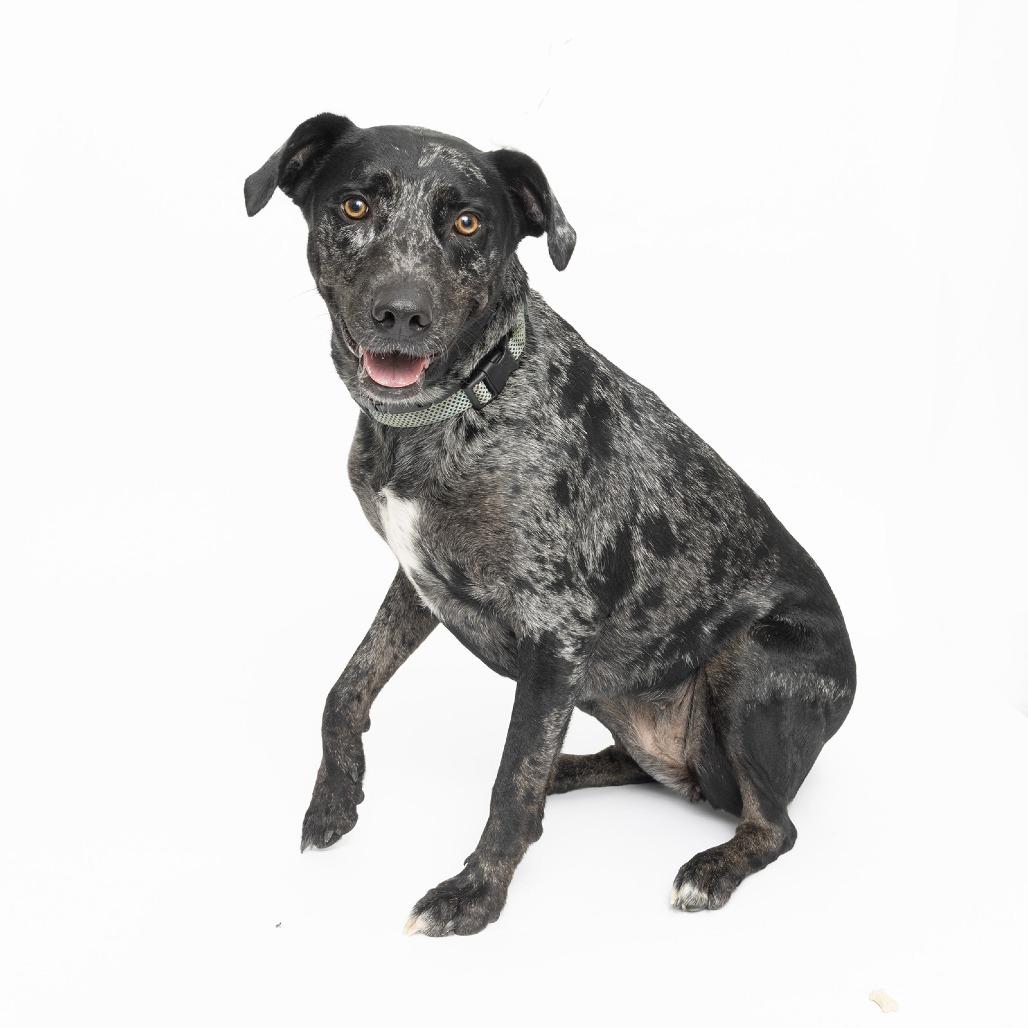 Denali, Adoptable, Adult Female Labrador Retriever.