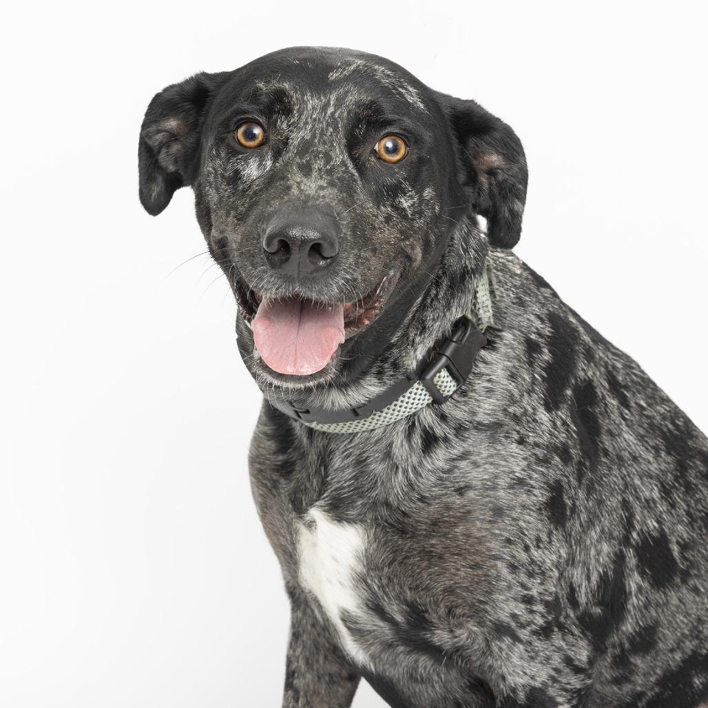 Enlarge Denali, a Adoptable Labrador Retriever in Franklin, TN image 2/2