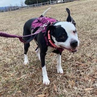 Xora, a Adoptable Pit Bull Terrier in Charlottesville, VA image 1/6