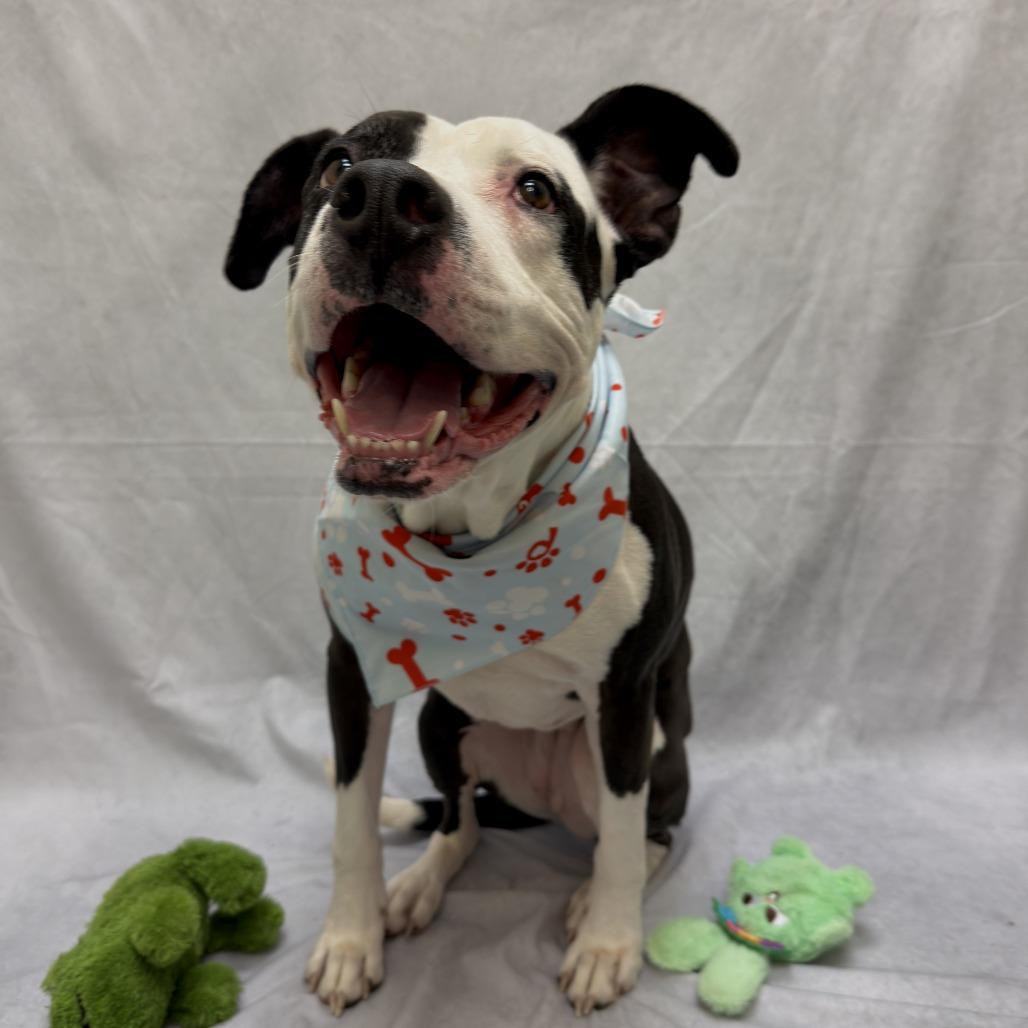 Enlarge Xora, a Adoptable Pit Bull Terrier in Charlottesville, VA image 1/6