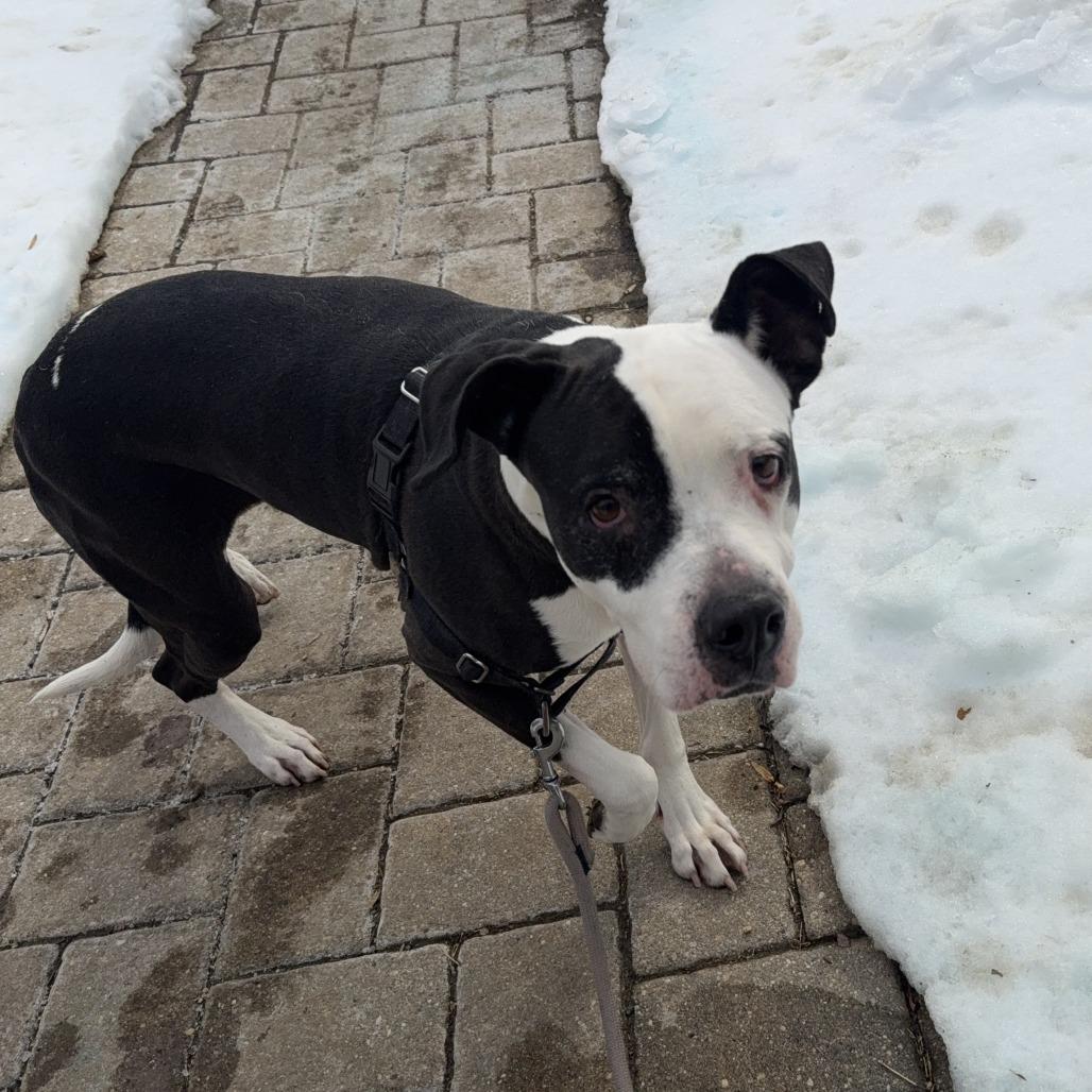 Enlarge Xora, a Adoptable Pit Bull Terrier in Charlottesville, VA image 2/6