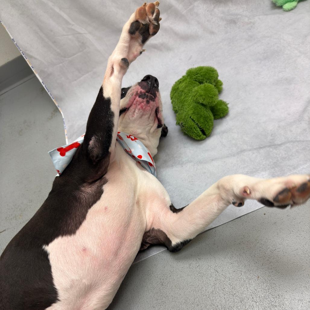 Enlarge Xora, a Adoptable Pit Bull Terrier in Charlottesville, VA image 2/6