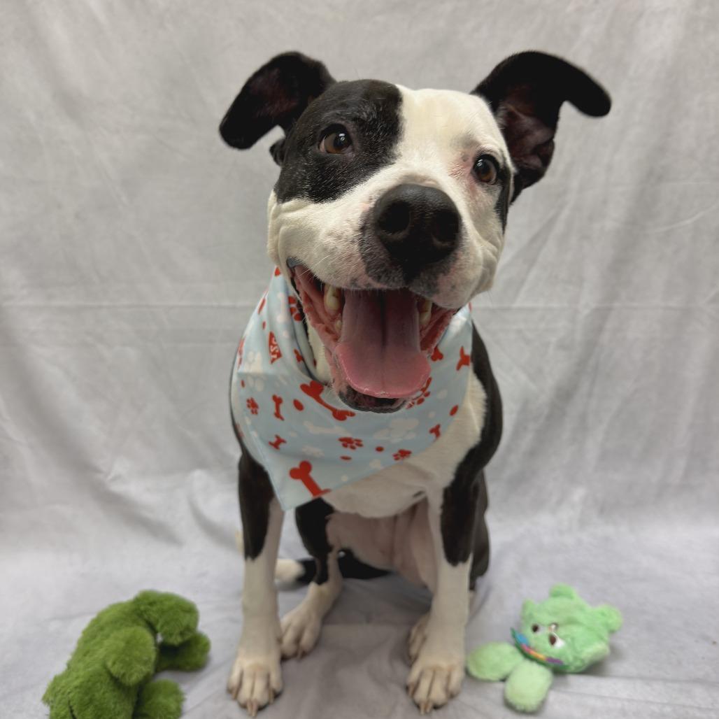 Enlarge Xora, a Adoptable Pit Bull Terrier in Charlottesville, VA image 3/6