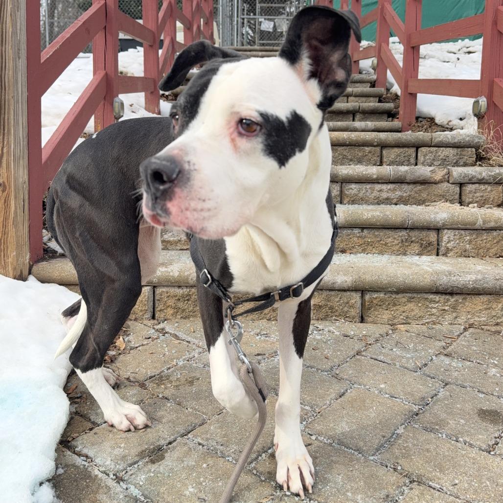 Enlarge Xora, a Adoptable Pit Bull Terrier in Charlottesville, VA image 5/6