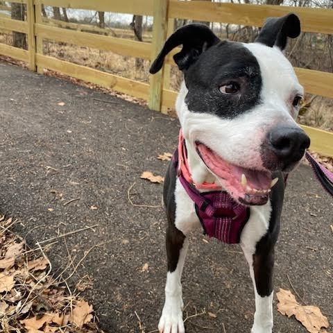 Xora, a Adoptable Pit Bull Terrier in Charlottesville, VA image 2/6