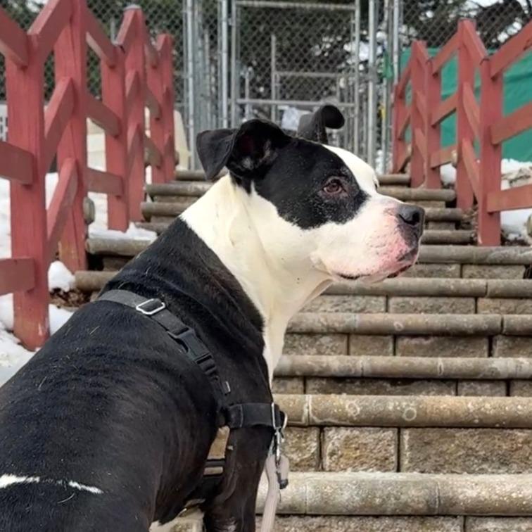 Xora, a Adoptable Pit Bull Terrier in Charlottesville, VA image 4/6