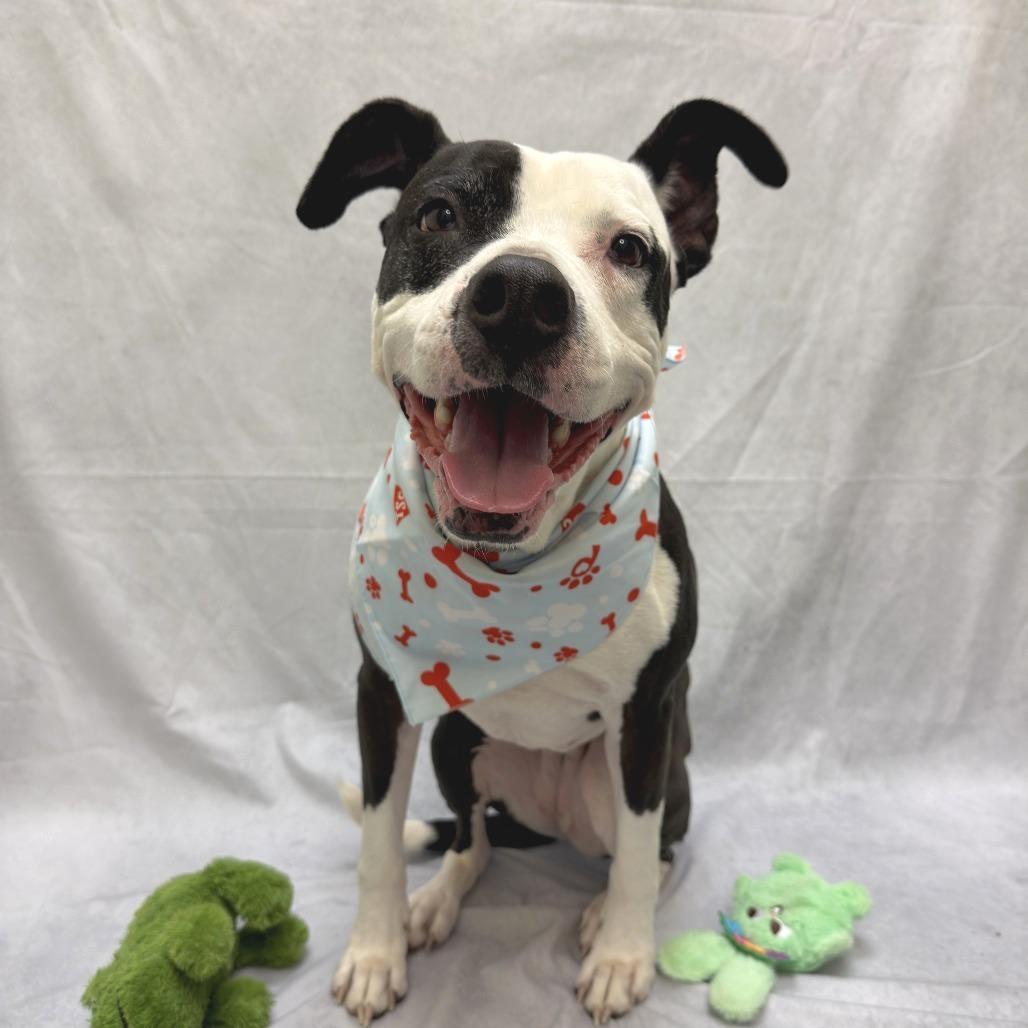 Enlarge Xora, a Adoptable Pit Bull Terrier in Charlottesville, VA image 5/6
