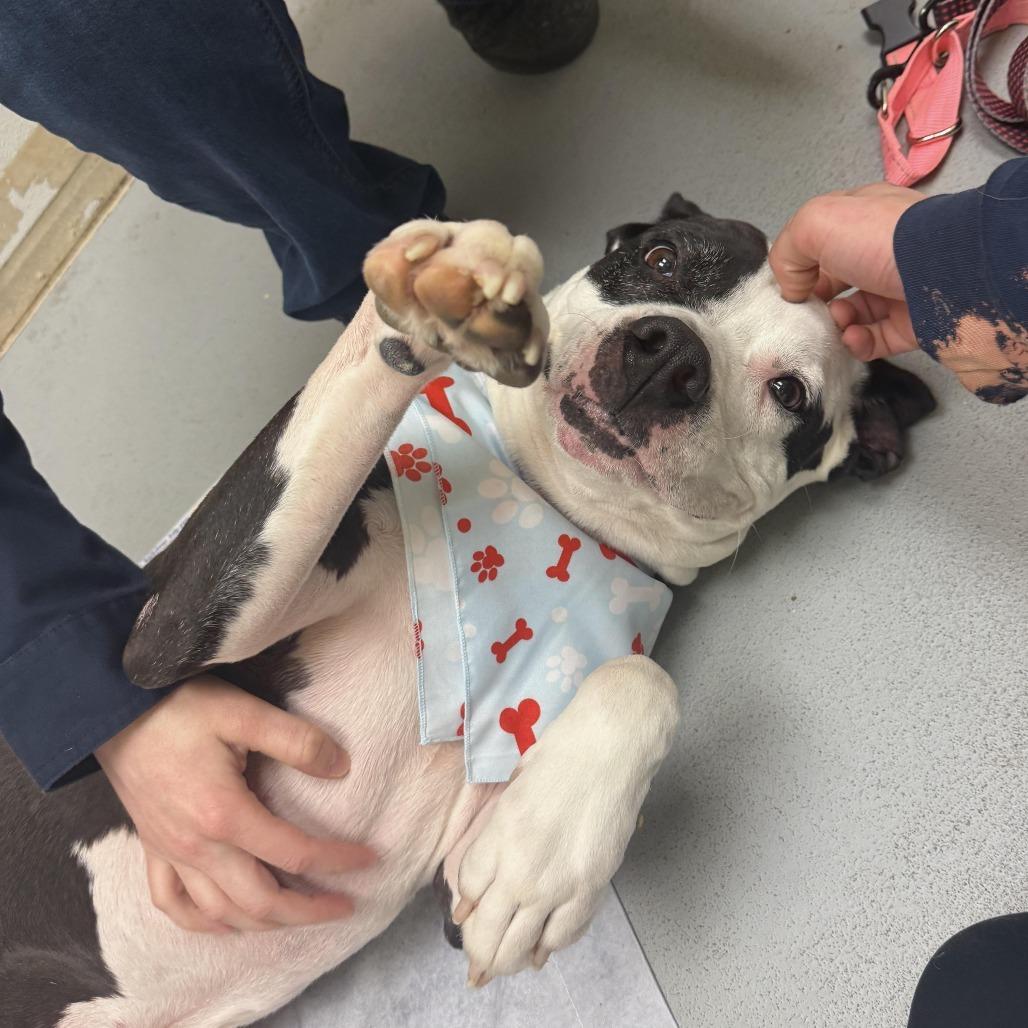 Enlarge Xora, a Adoptable Pit Bull Terrier in Charlottesville, VA image 6/6