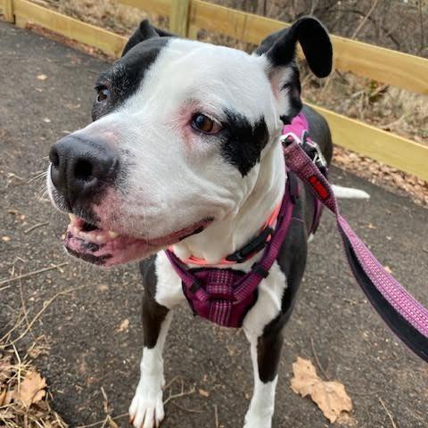 Xora, a Adoptable Pit Bull Terrier in Charlottesville, VA image 5/6