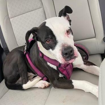 Xora, a Adoptable Pit Bull Terrier in Charlottesville, VA image 6/6