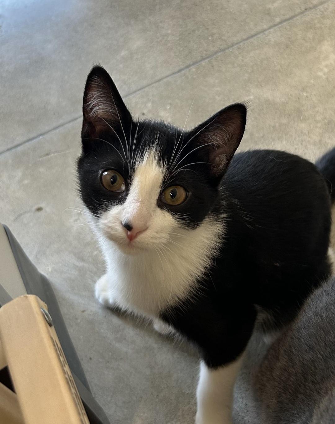 Oaklie, adoptable, Young Female Domestic Short Hair.