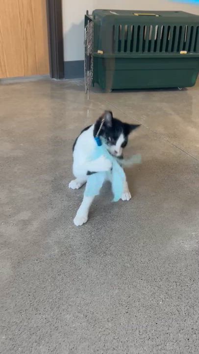 Enlarge Oaklie, an adoptable mixed breed in Carsonville, MI video 3/3