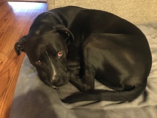 Duke/Courtesy Posting!, a Adoptable mixed breed in Saint Charles, MO image 1/6