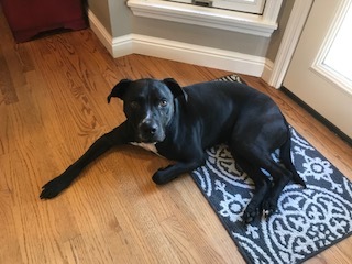 Duke/Courtesy Posting!, a Adoptable mixed breed in Saint Charles, MO image 2/6