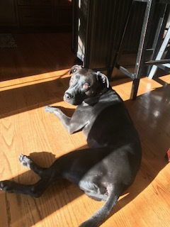 Duke/Courtesy Posting!, a Adoptable mixed breed in Saint Charles, MO image 3/6