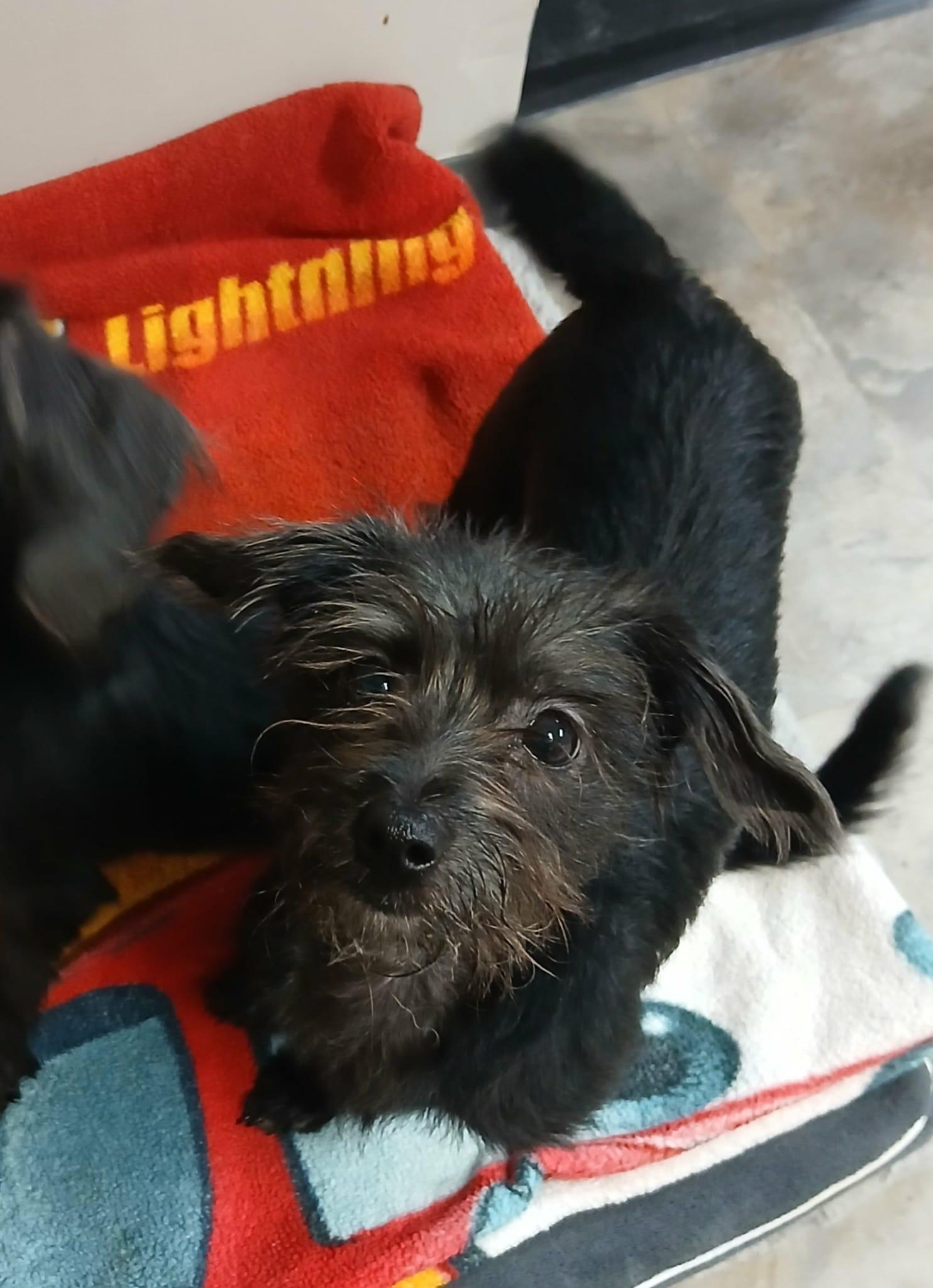 Mason, Adoptable, Puppy Male Yorkshire Terrier & Shih Tzu.