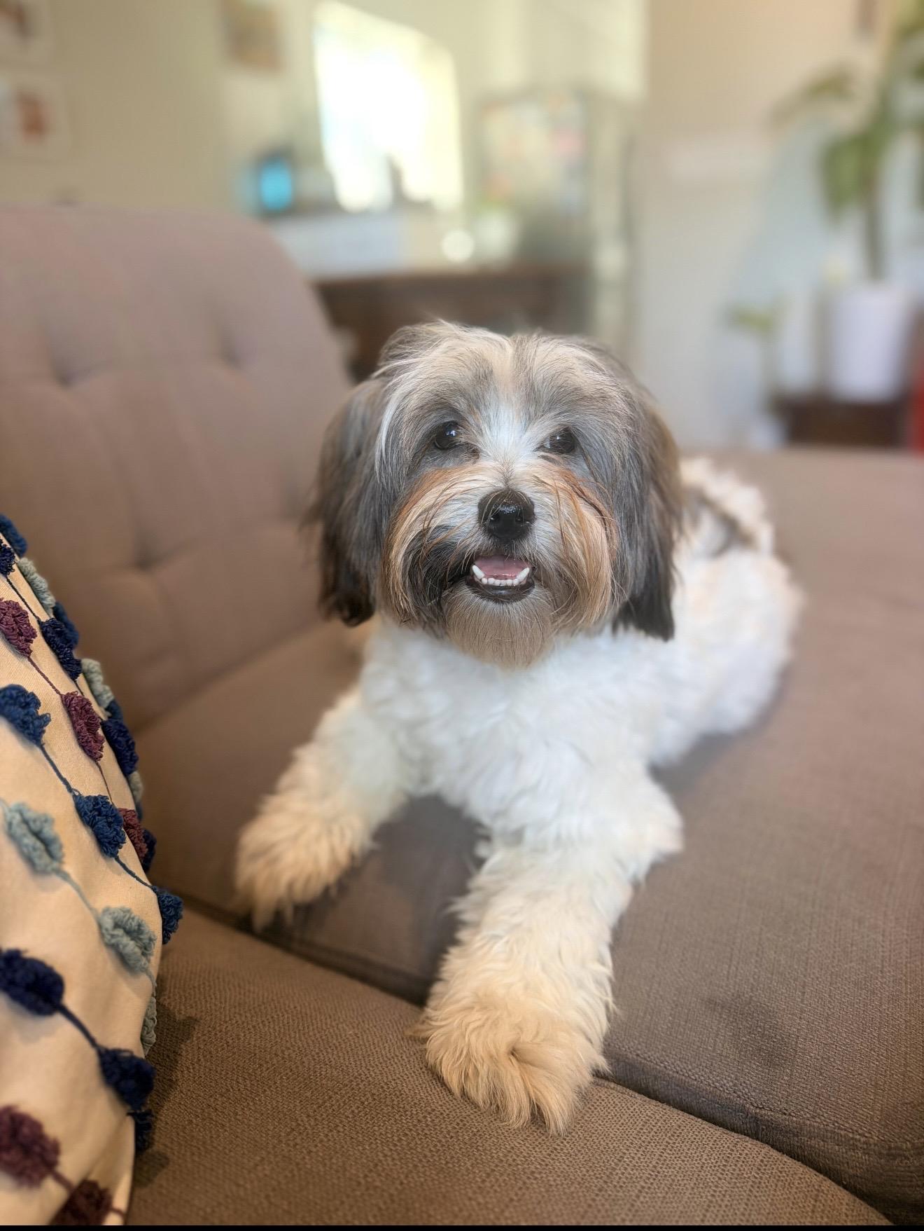 Cricket, a ADOPTABLE mixed breed in North Hollywood , CA image 1/5