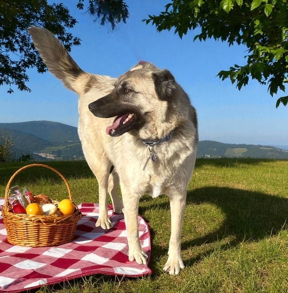 Jupiter, Adoptable, Adult Male Anatolian Shepherd.