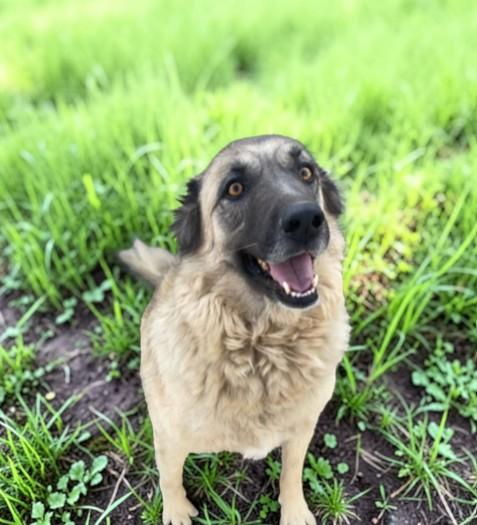 Enlarge Jupiter, a Adoptable mixed breed in Carson City, NV image 1/4